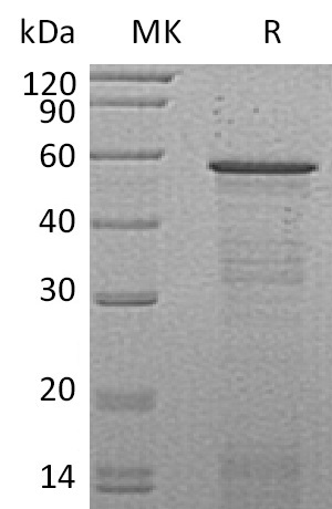 Валидация Elabscience PKSM041254(5155)