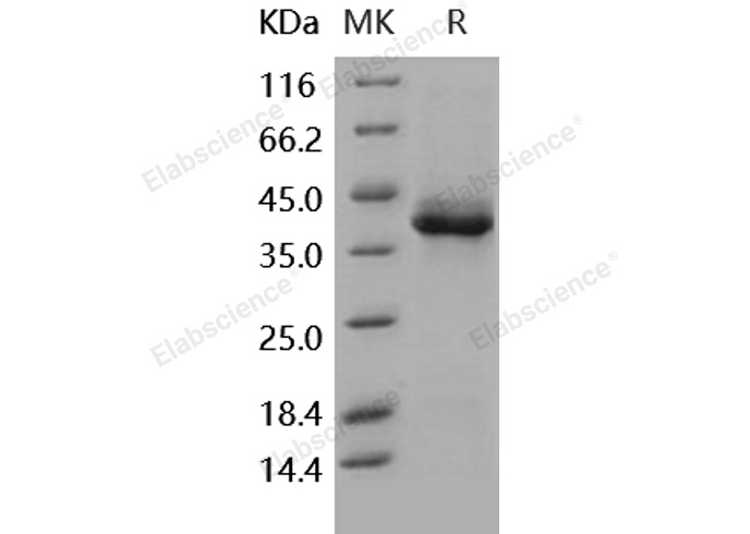 Валидация Elabscience PKSH031789(2423)