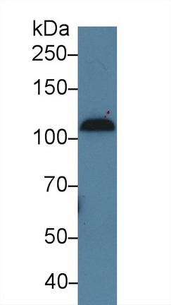 9265
