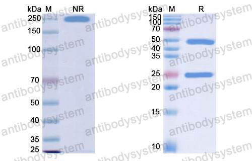 Валидация SDS-PAGE - AntibodySystem DHK27701