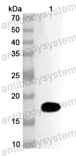 Валидация AntibodySystem PHA90101