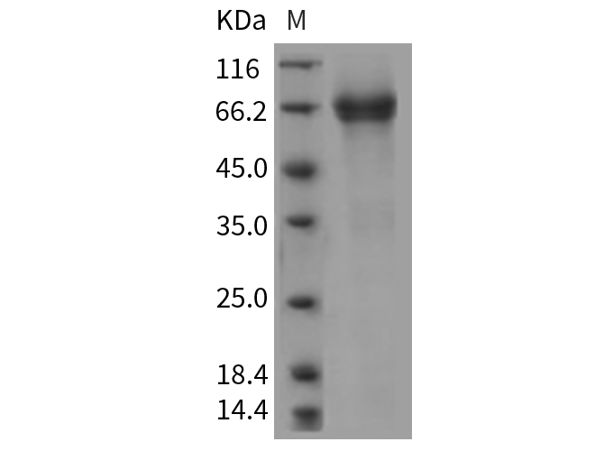 Валидация Elabscience PKSR030370(5708)
