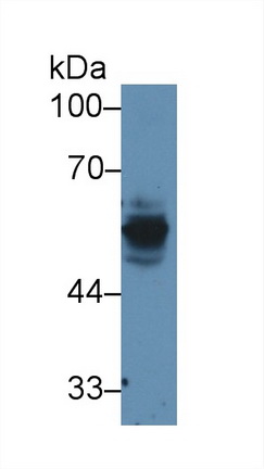 13497