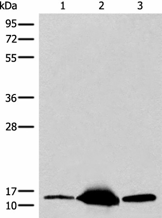 Валидация Elabscience E-AB-17847