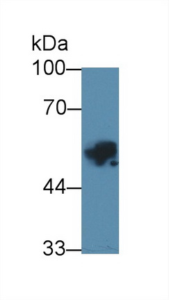 12316