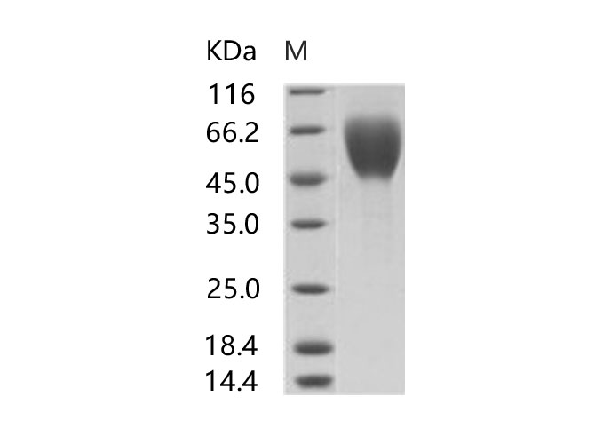 Валидация Elabscience PKSV030141(5918)