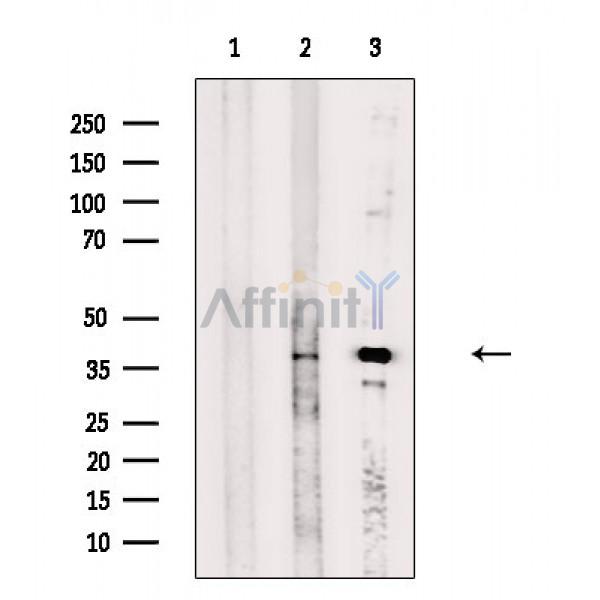 Валидация Affinity DF9437 - 22007