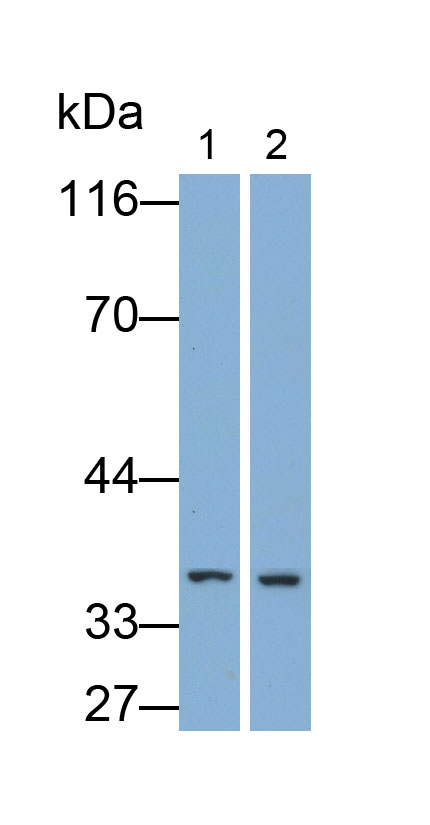 25577