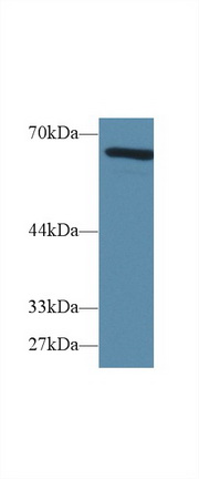 14551