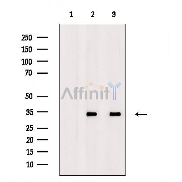 Валидация Affinity DF2633 - 13319
