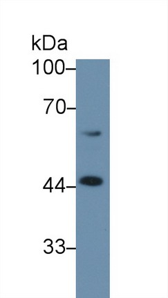9620
