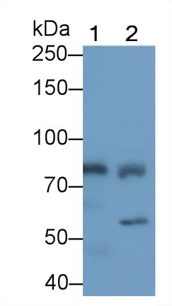 11067