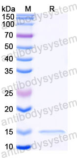 Валидация SDS-PAGE - AntibodySystem RXX00912