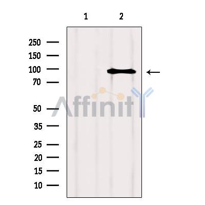 Валидация Affinity DF7189 - 18852