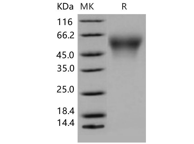 Валидация Elabscience PKSM040582(4569)