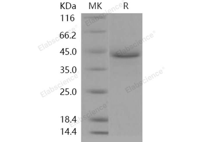 Валидация Elabscience PKSH031256(2005)