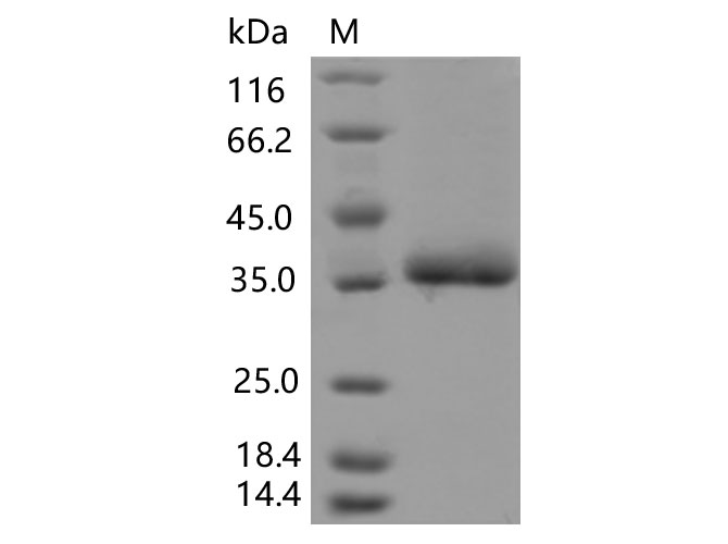 Валидация Elabscience PKSV030468(6190)