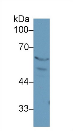 9474