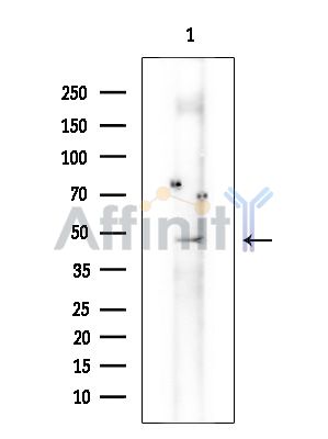 Валидация Affinity DF15366 - 11679