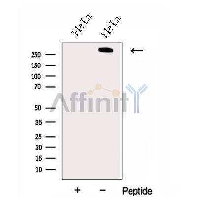 Валидация Affinity DF13038 - 7869