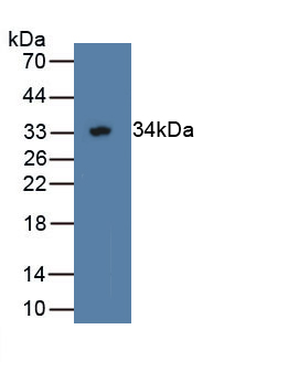 53389