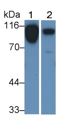 7808