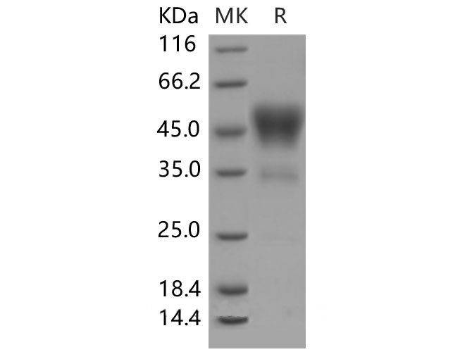 Валидация Elabscience PKSM040524(4515)
