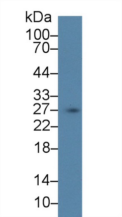9427