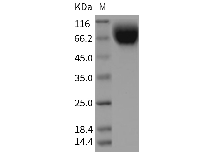 Валидация Elabscience PKSR030273(5620)