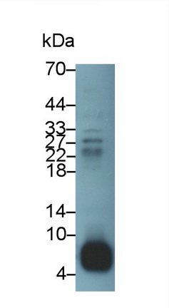 52731