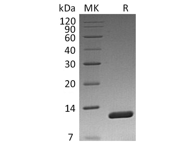 Валидация Elabscience PKSQ050090(5458)