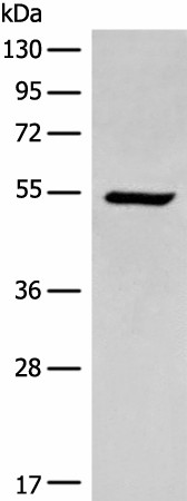 Валидация Elabscience E-AB-19765
