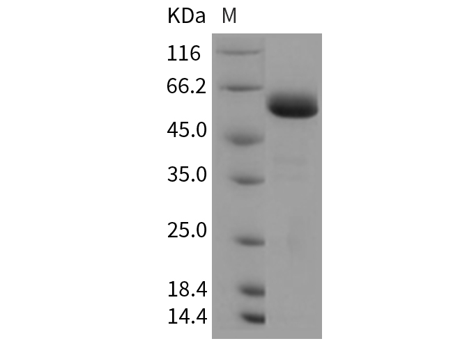 Валидация Elabscience PKSR030298(5644)