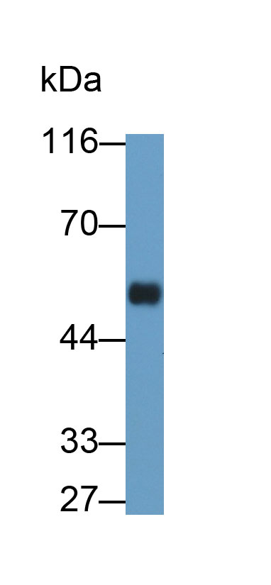50329