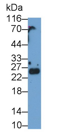 13529