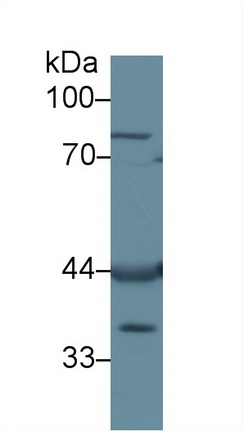13036