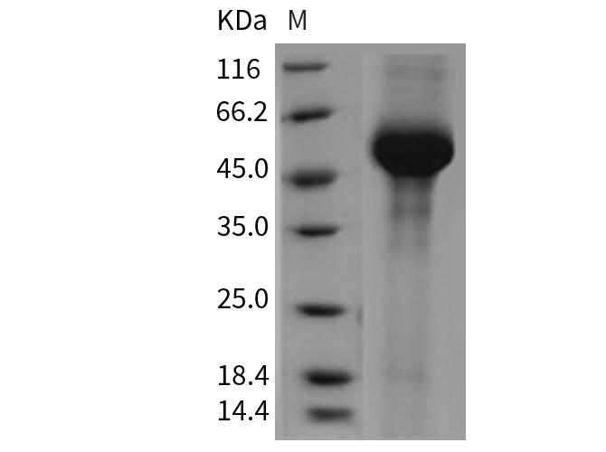 Валидация Elabscience PKSM040413(4412)