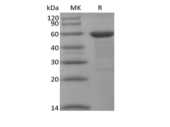 Валидация Elabscience PKSH033982(4210)