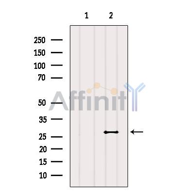 Валидация Affinity DF4396 - 15877
