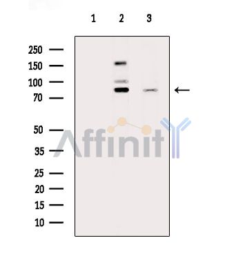 Валидация Affinity DF14526 - 10516