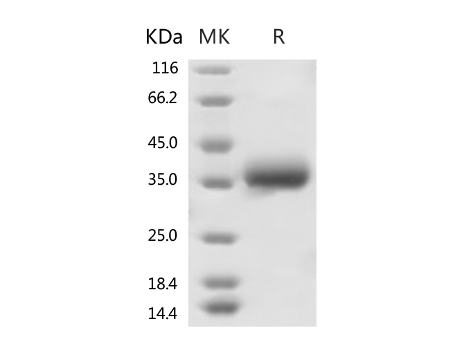 Валидация Elabscience PKSR030519(5832)