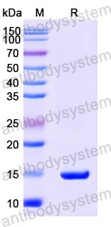 Валидация SDS-PAGE - AntibodySystem RHC24202