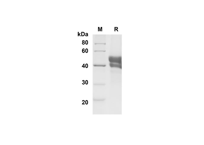 Валидация Elabscience PDMM100143(1103)