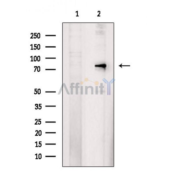 Валидация Affinity DF4809 - 16554