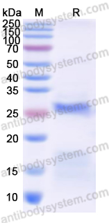 Валидация AntibodySystem YHB04001
