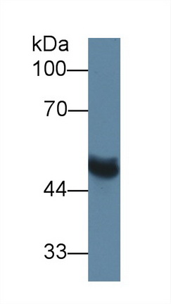 10223