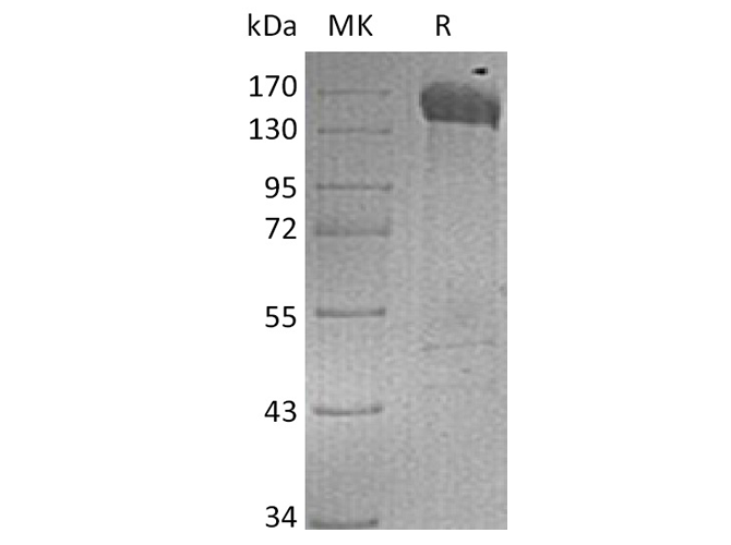 Валидация Elabscience PKSH033359(3690)