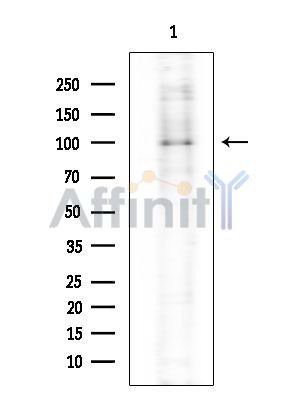 Валидация Affinity DF14309 - 10198