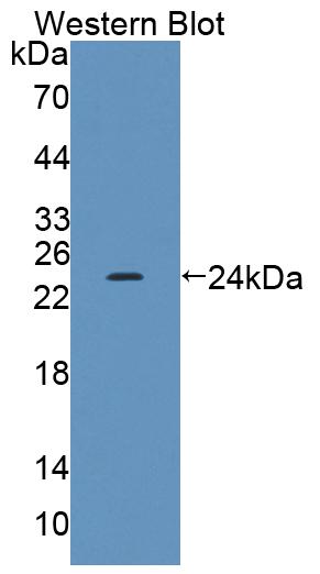 59523