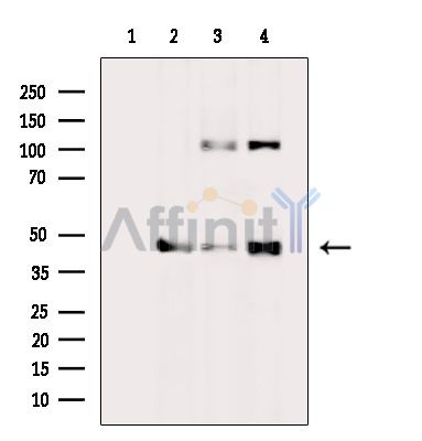 Валидация Affinity DF13799 - 9474